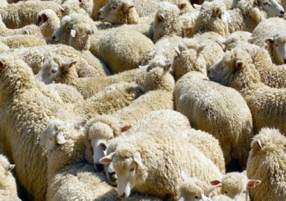 Un cioban a reclamat furtul unor oi pe care tot el le vânduse unui constănţean
